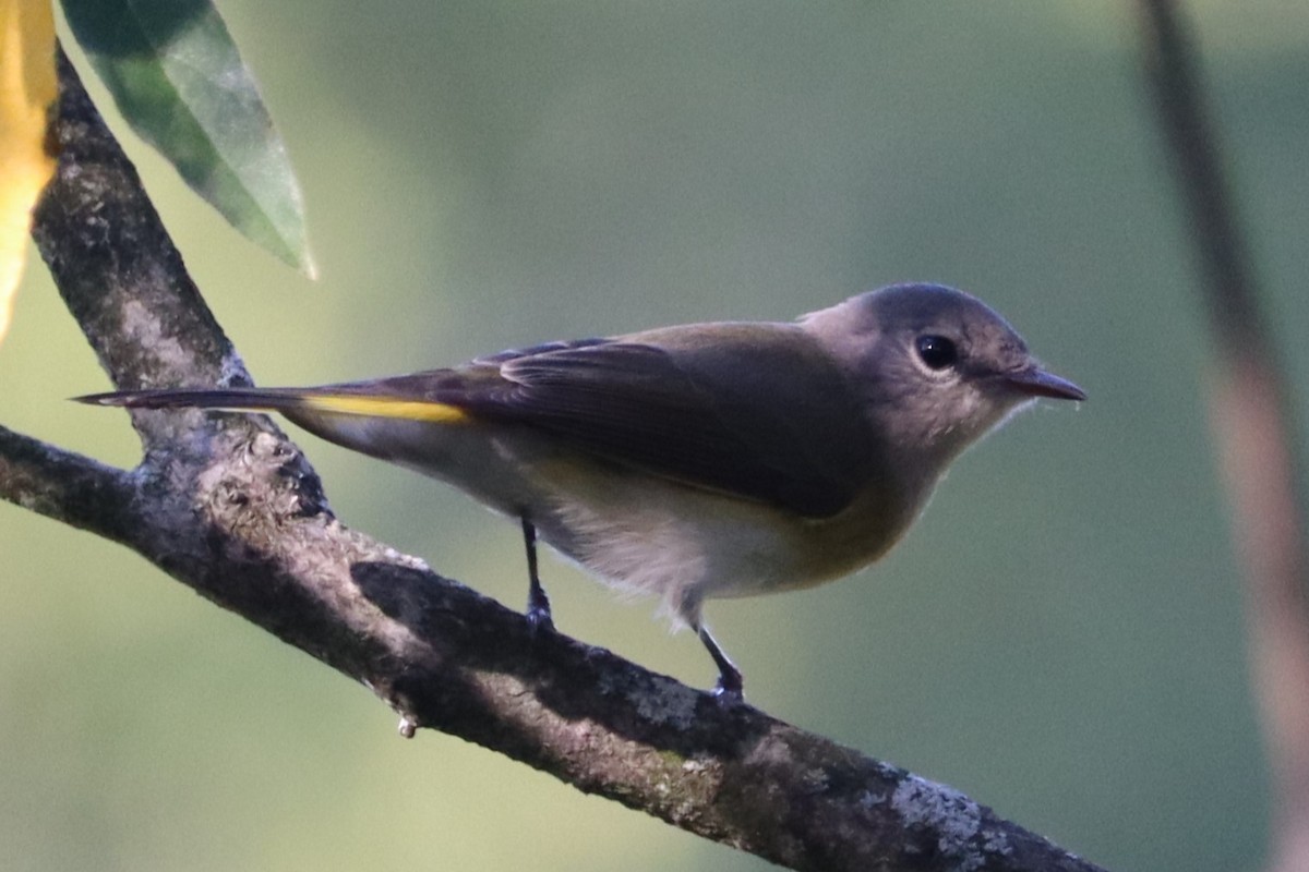 American Redstart - ML623252622