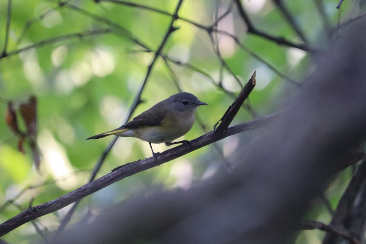 American Redstart - ML623252623