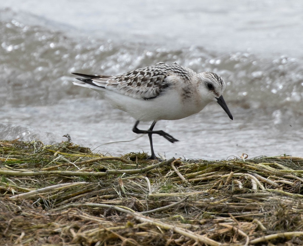 Bécasseau sanderling - ML623252640