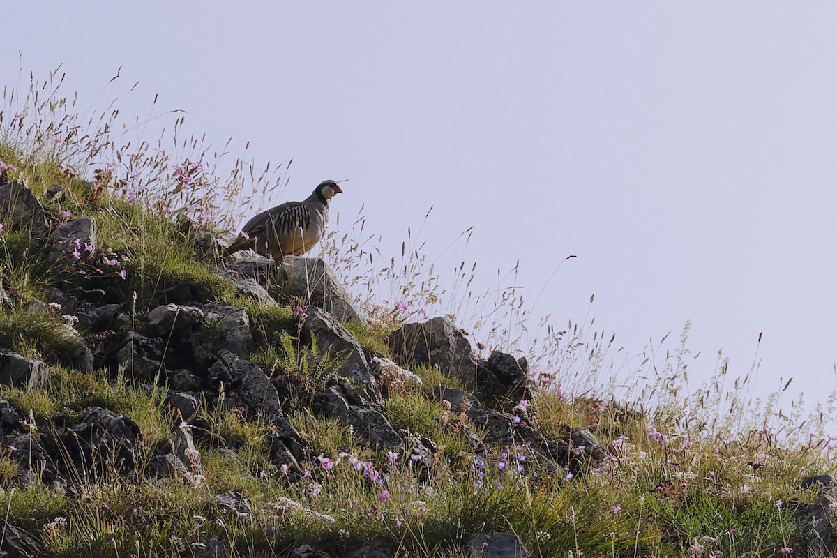 Rock Partridge - ML623252689