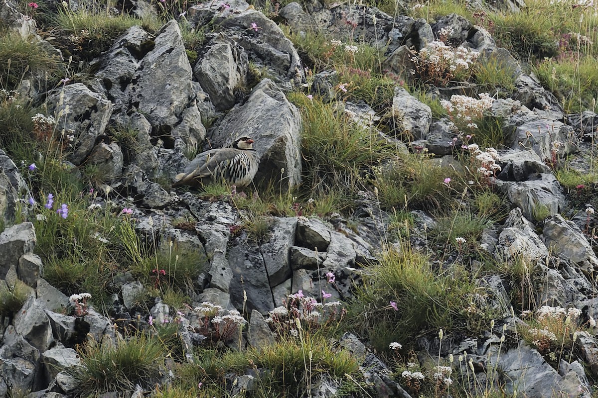 Rock Partridge - ML623252691