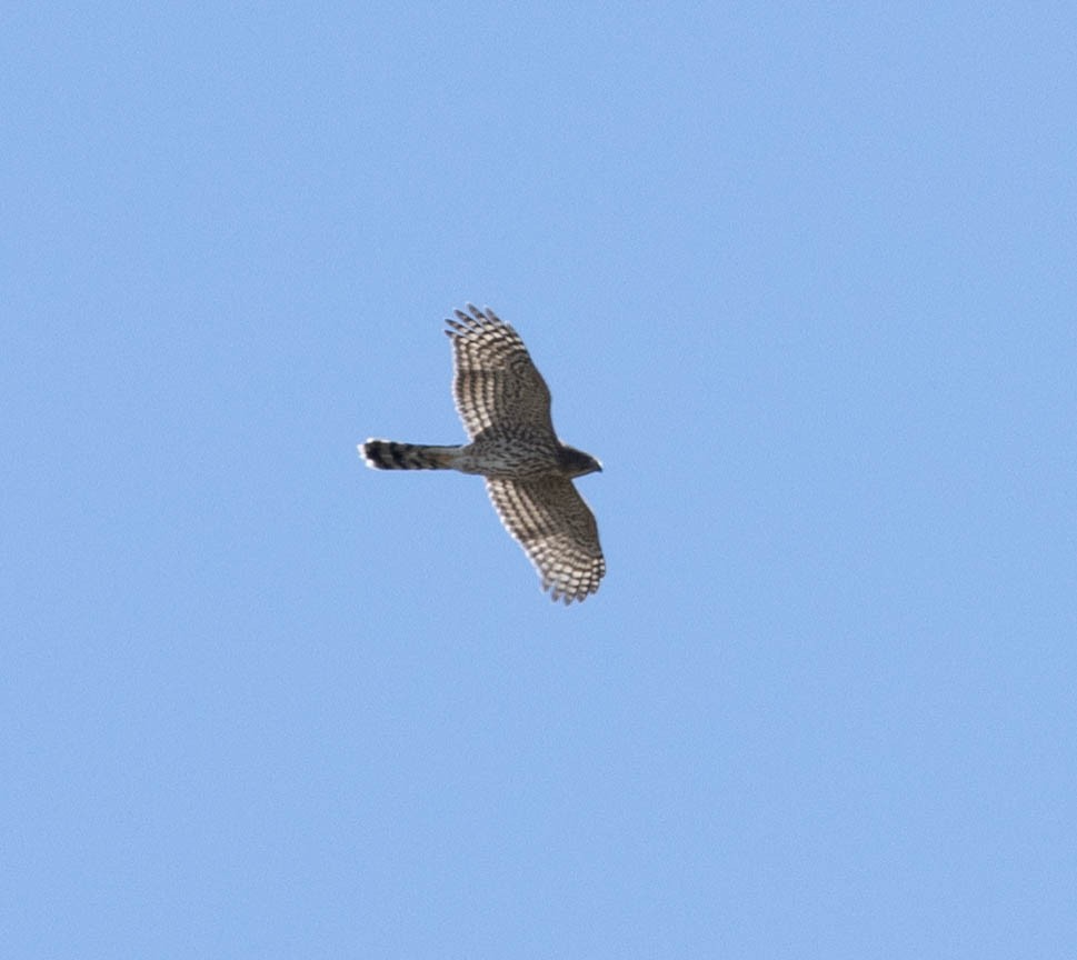 Cooper's Hawk - ML623252695