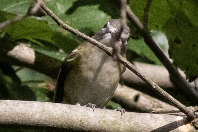 Blue-headed Vireo - David Brown