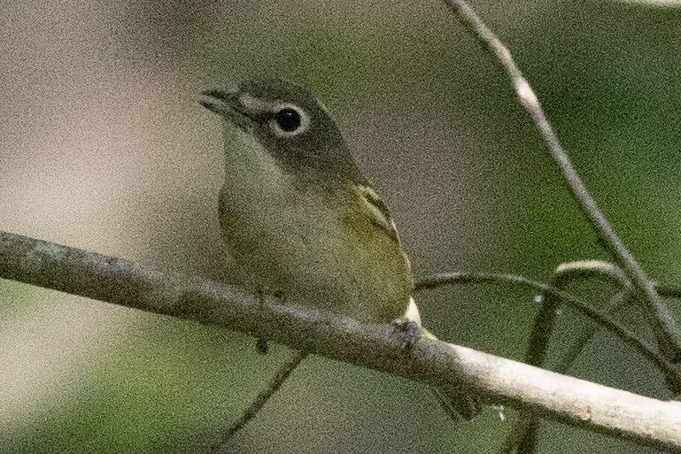 Blue-headed Vireo - ML623252750