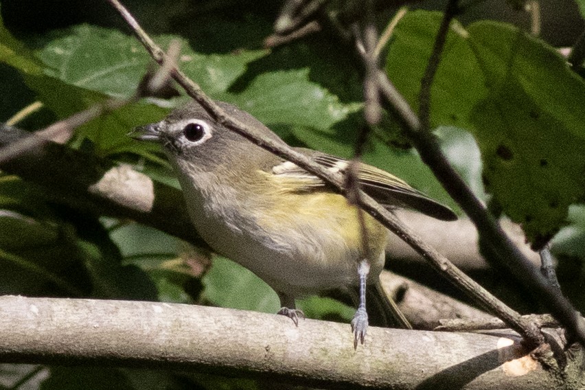 Blue-headed Vireo - ML623252751