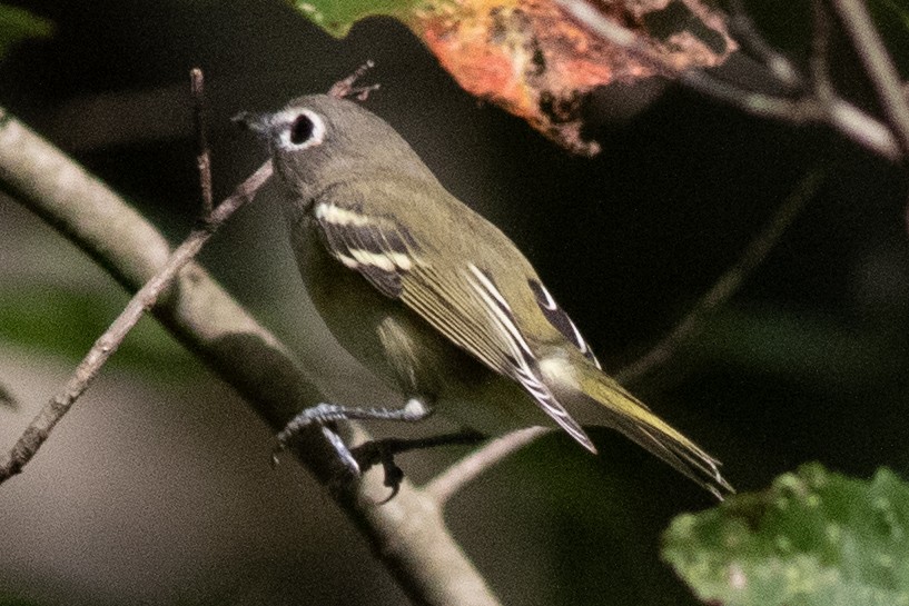 Blue-headed Vireo - ML623252753