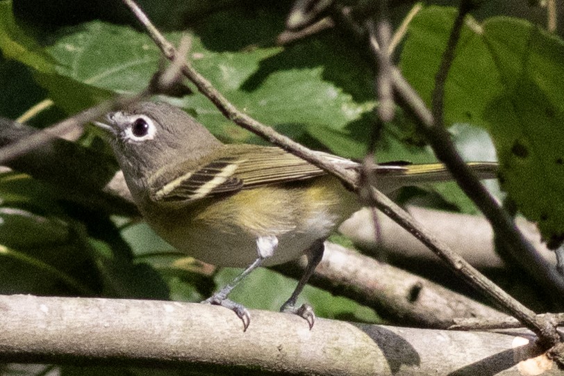 Blue-headed Vireo - ML623252754