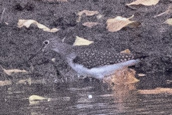 Solitary Sandpiper - ML623252769