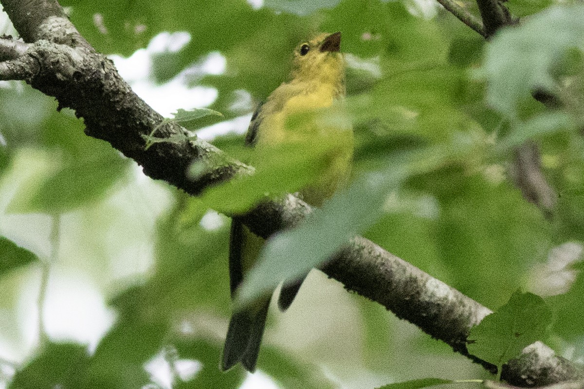 Scarlet Tanager - ML623252772