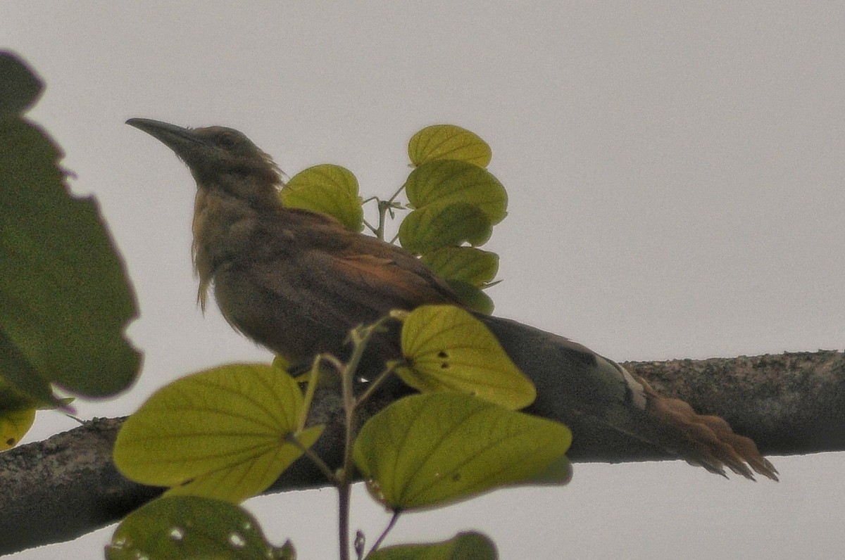 Great Lizard-Cuckoo - ML623252824