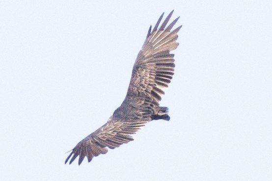 Turkey Vulture - ML623252857