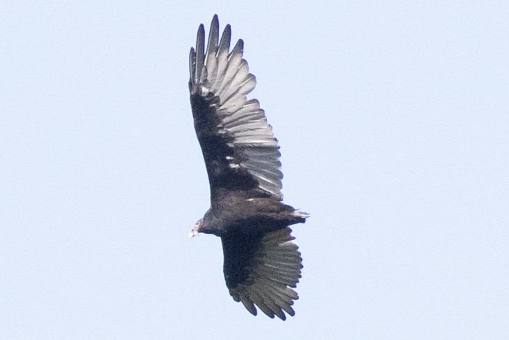 Turkey Vulture - ML623252858