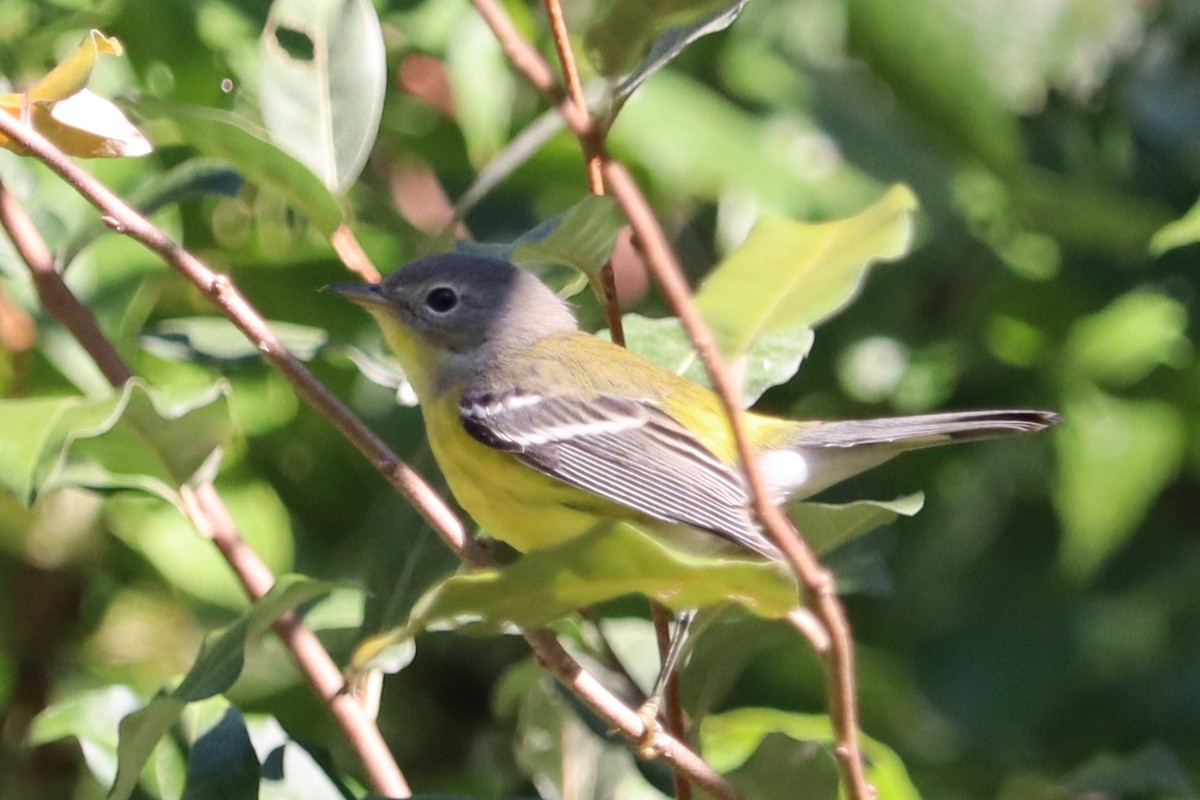 Magnolia Warbler - ML623252887