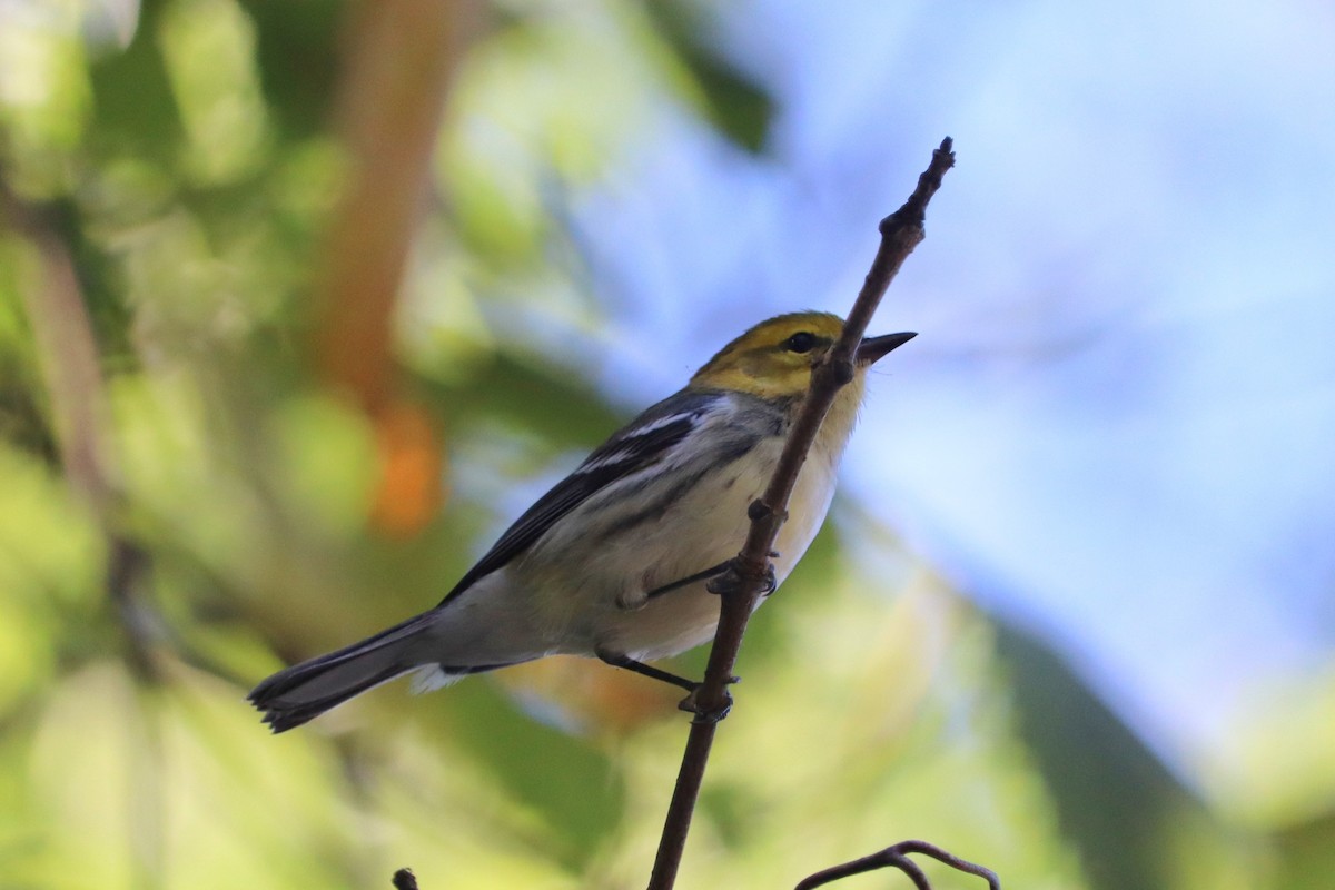 Black-throated Green Warbler - ML623252940