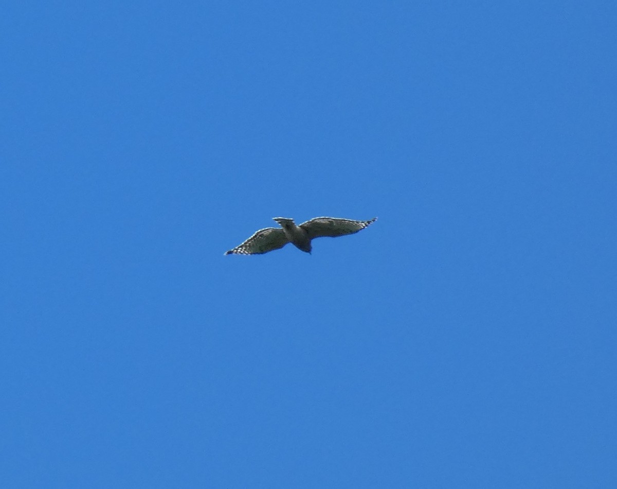 Broad-winged Hawk - ML623253006