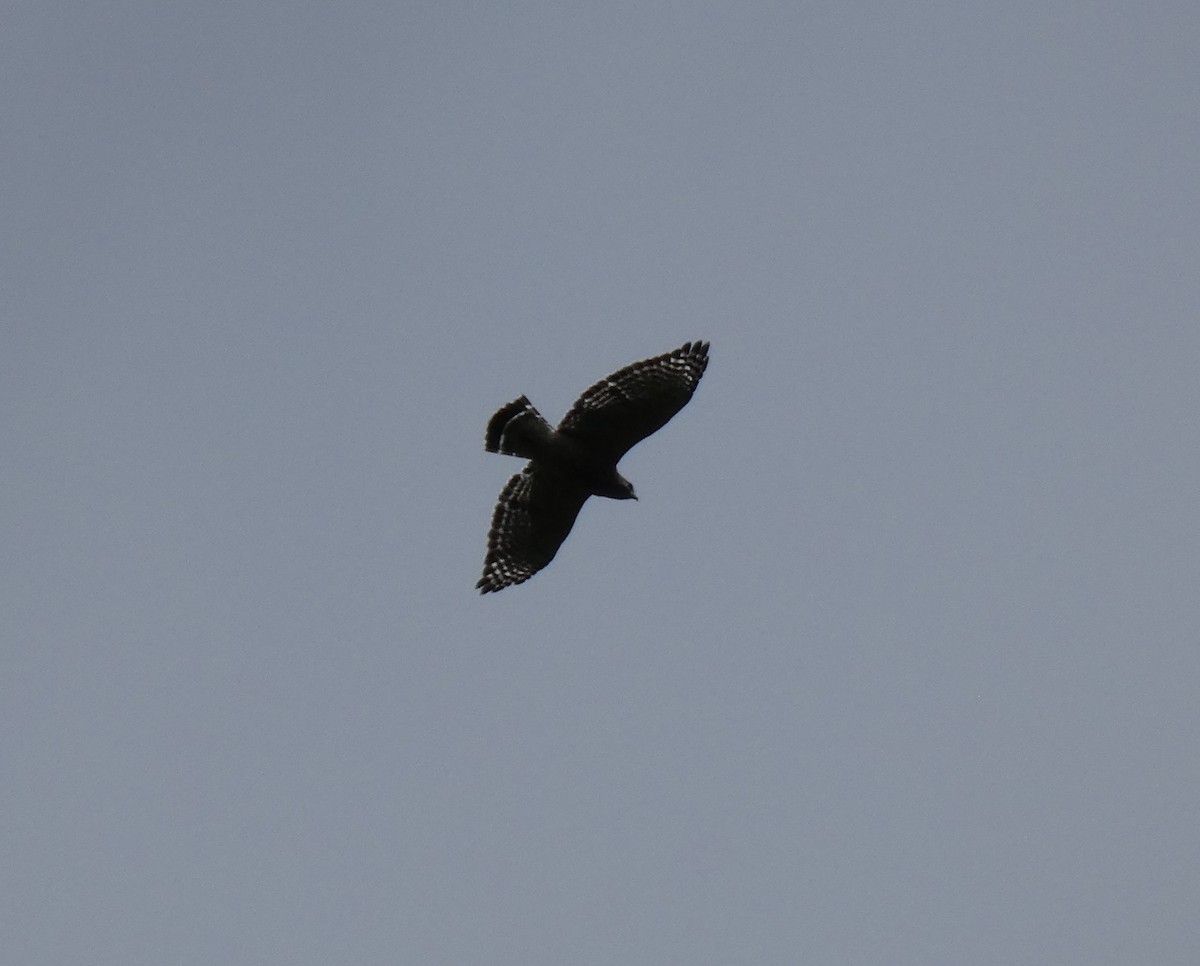 Broad-winged Hawk - ML623253007