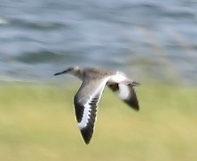 Willet - ML623253032