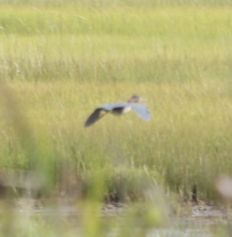 Green Heron - Deborah Swamback