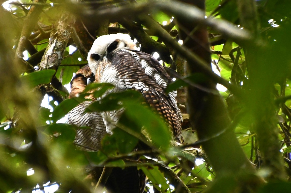 Brown Wood-Owl - ML623253054