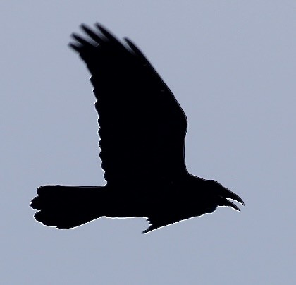 Common Raven - ML623253068