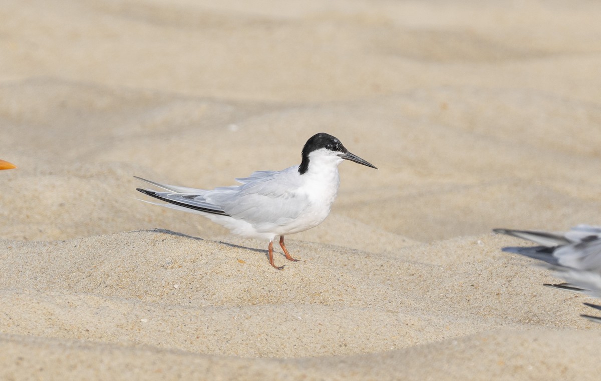 Roseate Tern - ML623253077