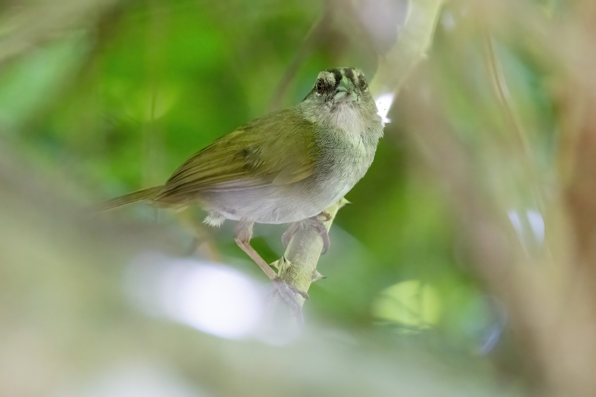 Green-backed Sparrow - ML623253080