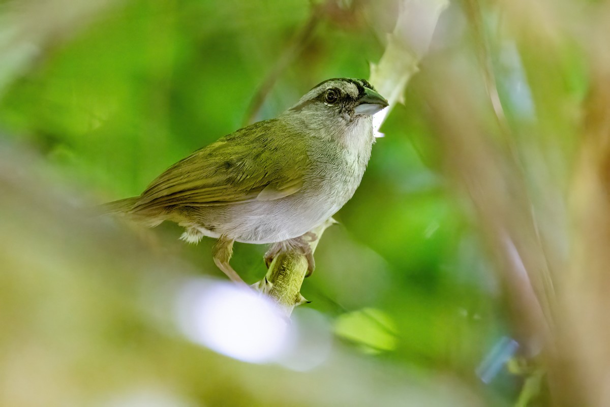 Green-backed Sparrow - ML623253086