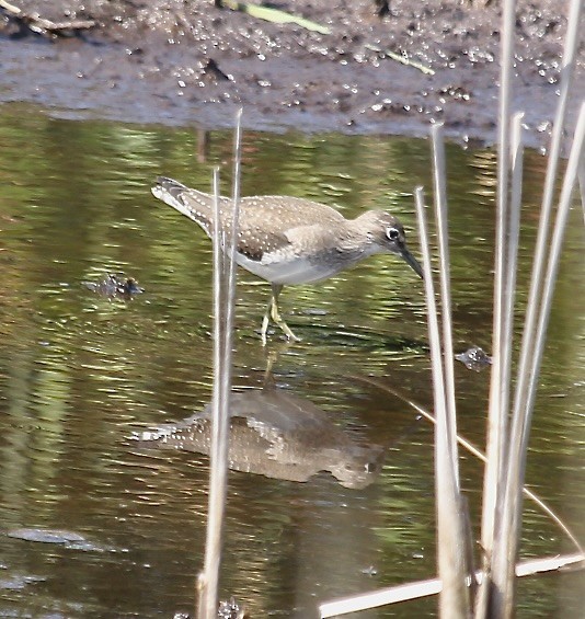 Solitary Sandpiper - ML623253114