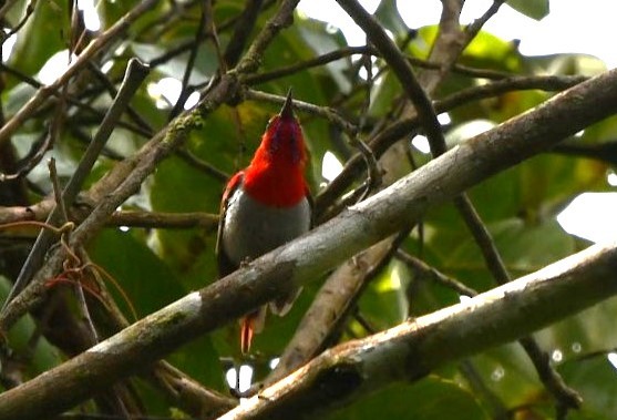 Temminck's Sunbird - ML623253132