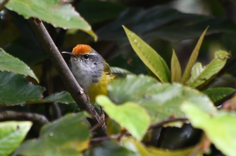 Mountain Tailorbird - ML623253232