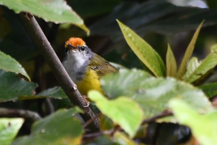 Mountain Tailorbird - ML623253237