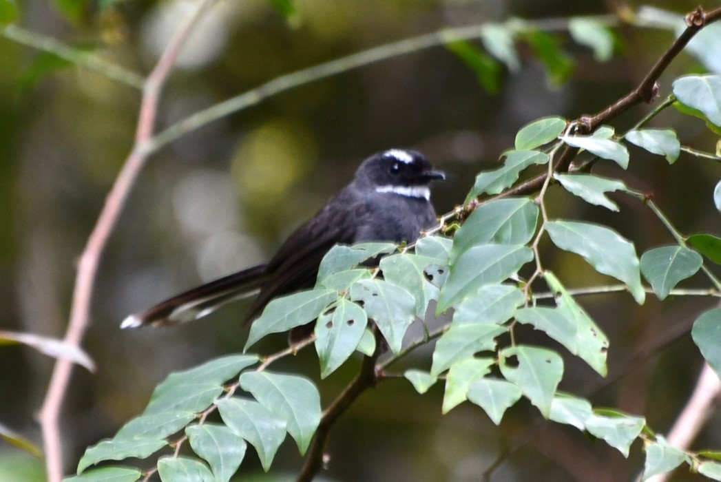 White-throated Fantail - ML623253303