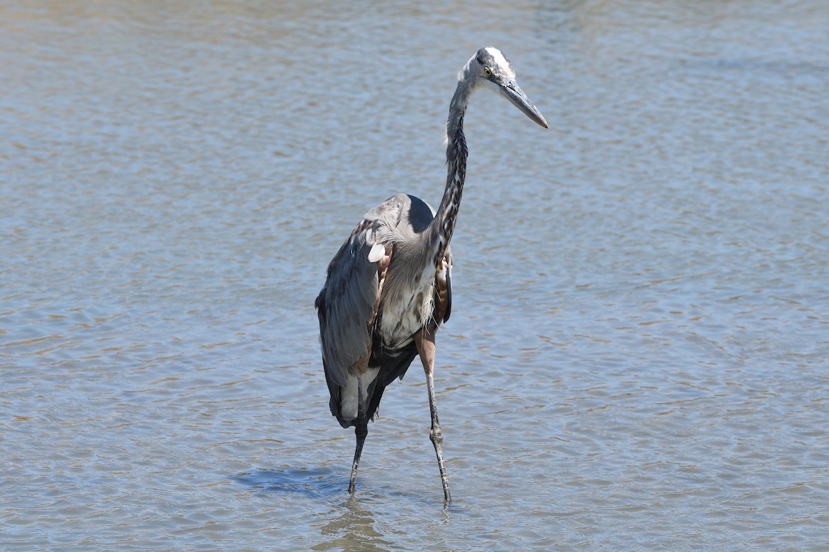 Great Blue Heron - Jari Toivanen