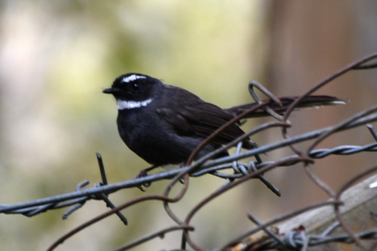 White-throated Fantail - ML623253318