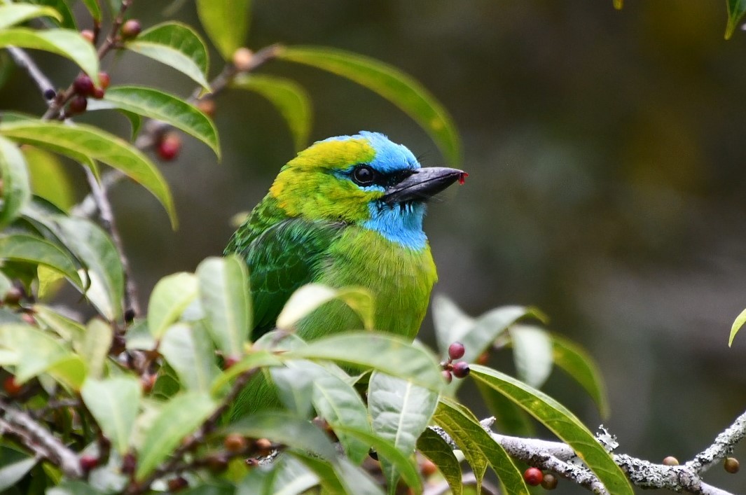 Golden-naped Barbet - ML623253356