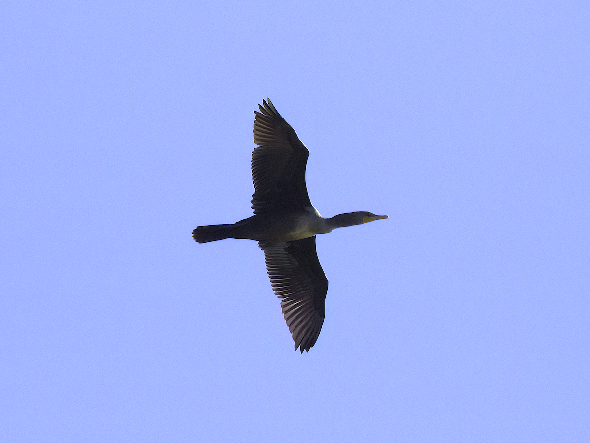 Double-crested Cormorant - John Bruder