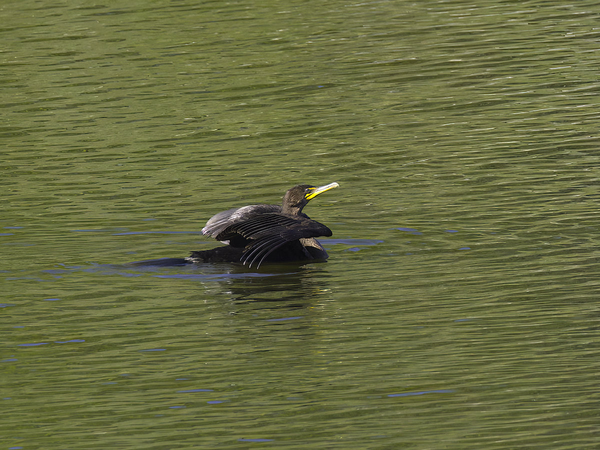 Double-crested Cormorant - ML623253463