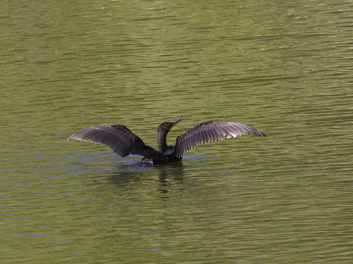 Double-crested Cormorant - ML623253465