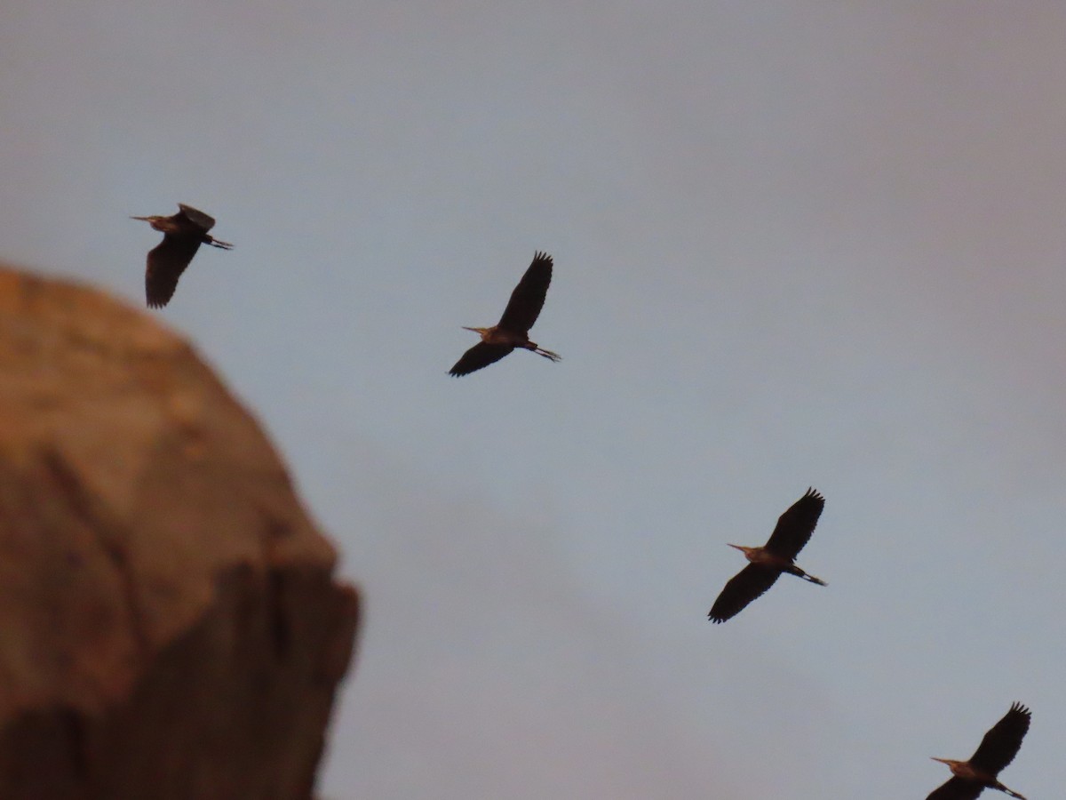 Purple Heron - Joaquín Mayo García