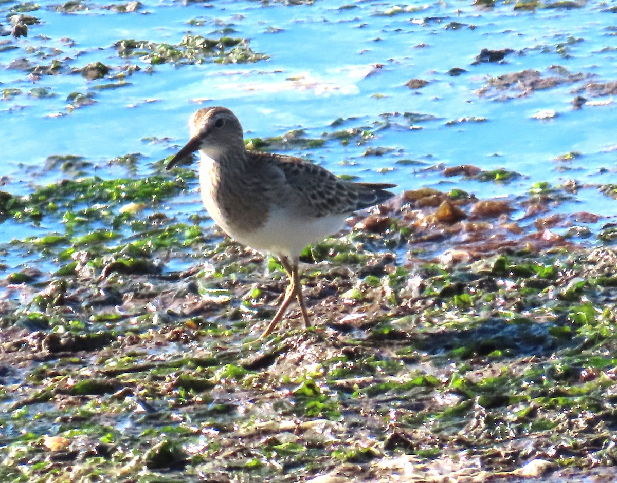 Pectoral Sandpiper - ML623253498