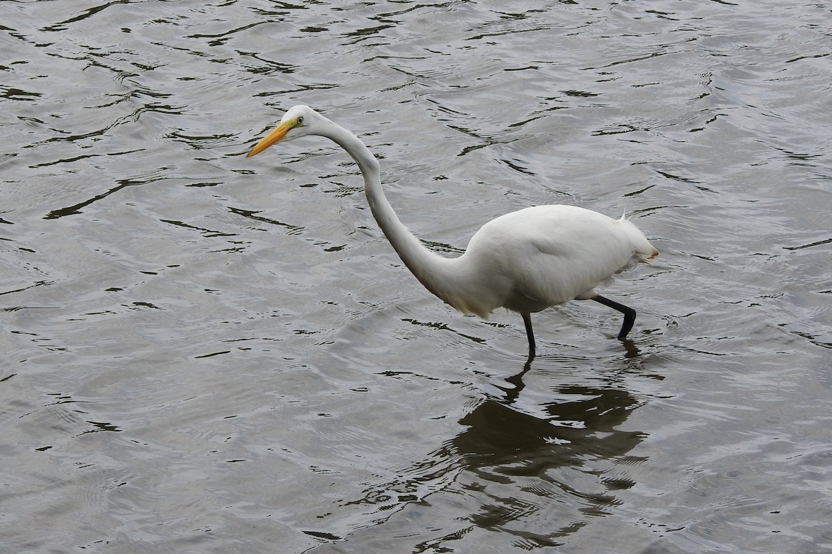 Great Egret - ML623253543