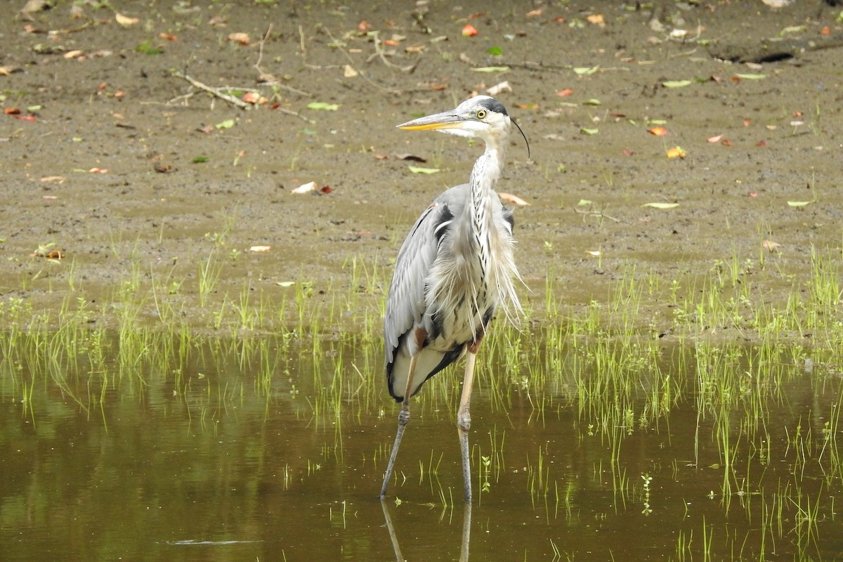 Great Blue Heron - ML623253574