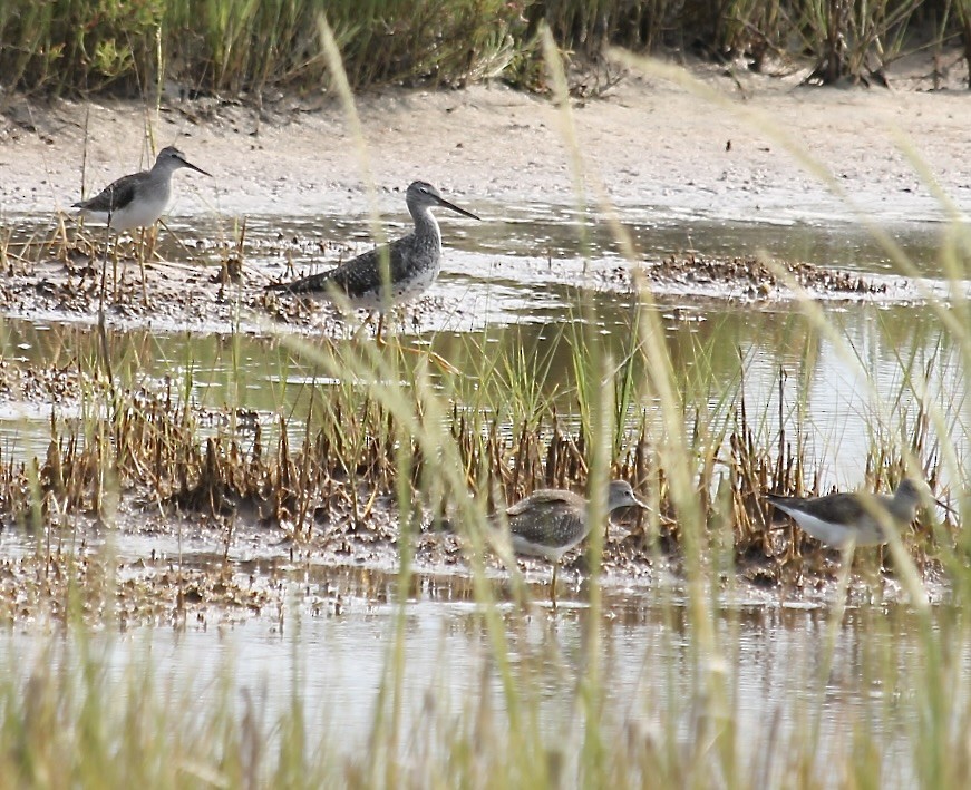 Greater Yellowlegs - ML623253579