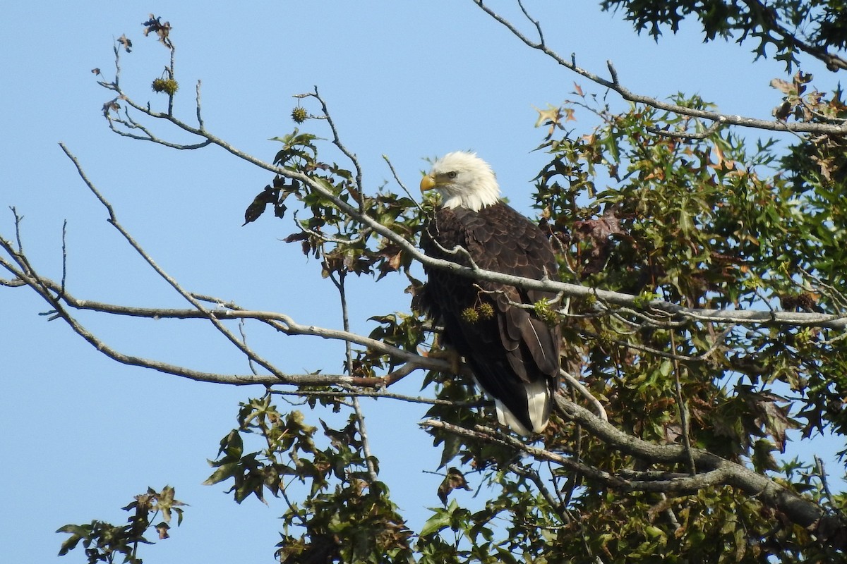 Bald Eagle - ML623253583