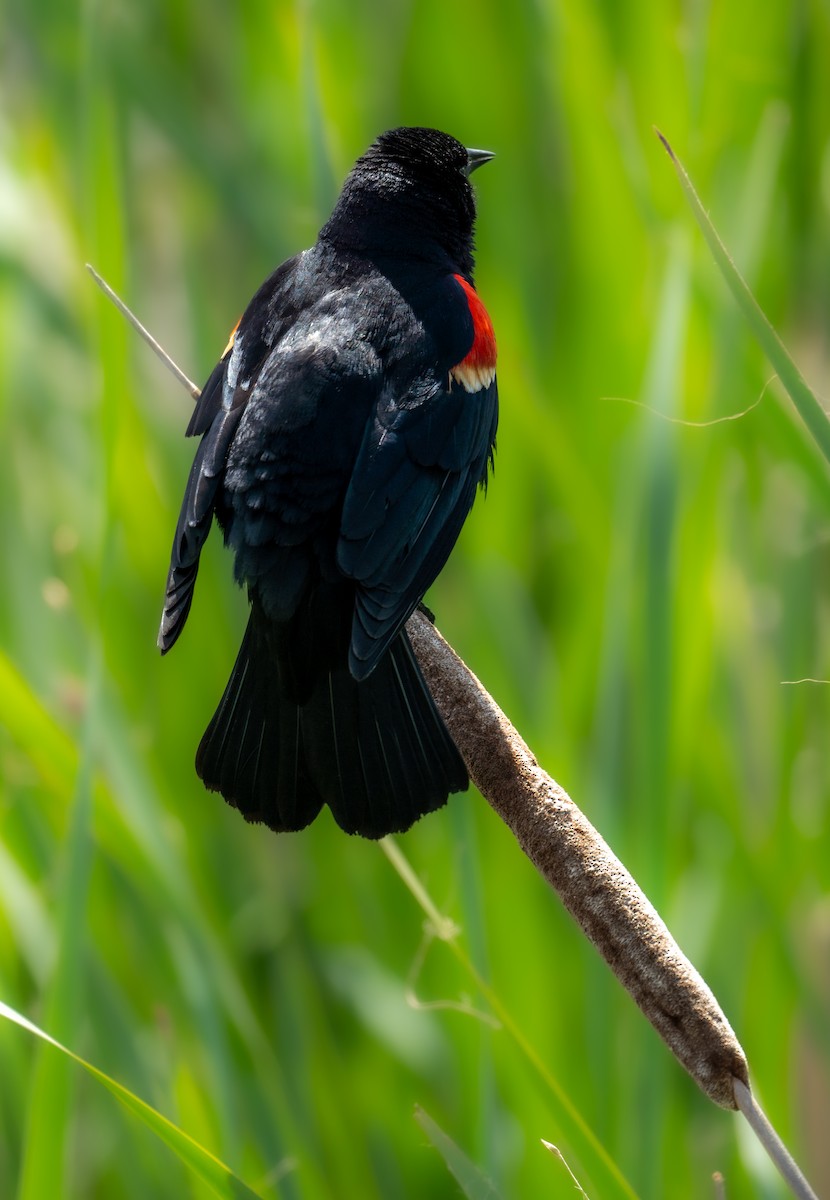 Red-winged Blackbird - ML623253585