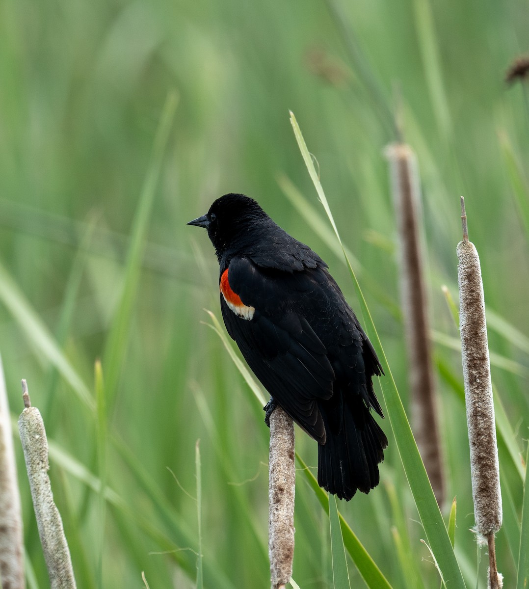 Red-winged Blackbird - ML623253586