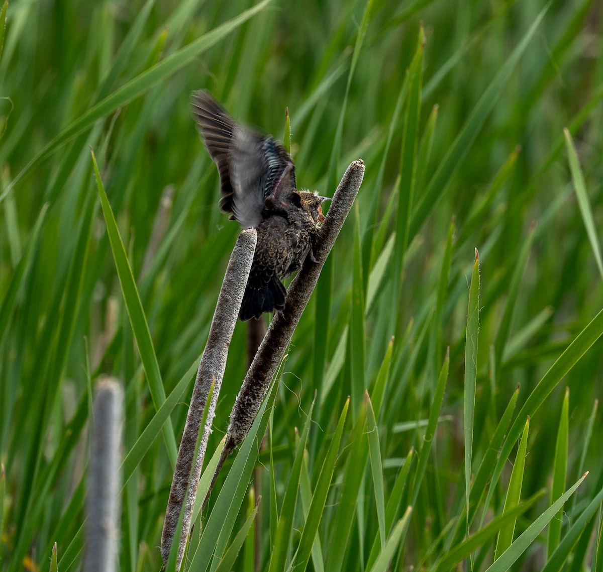 Red-winged Blackbird - ML623253588