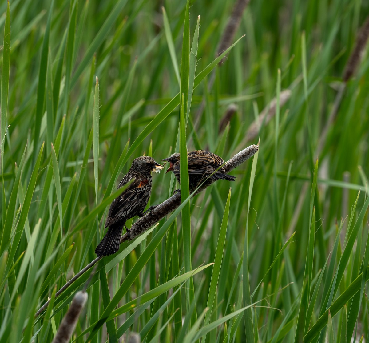 Red-winged Blackbird - ML623253589