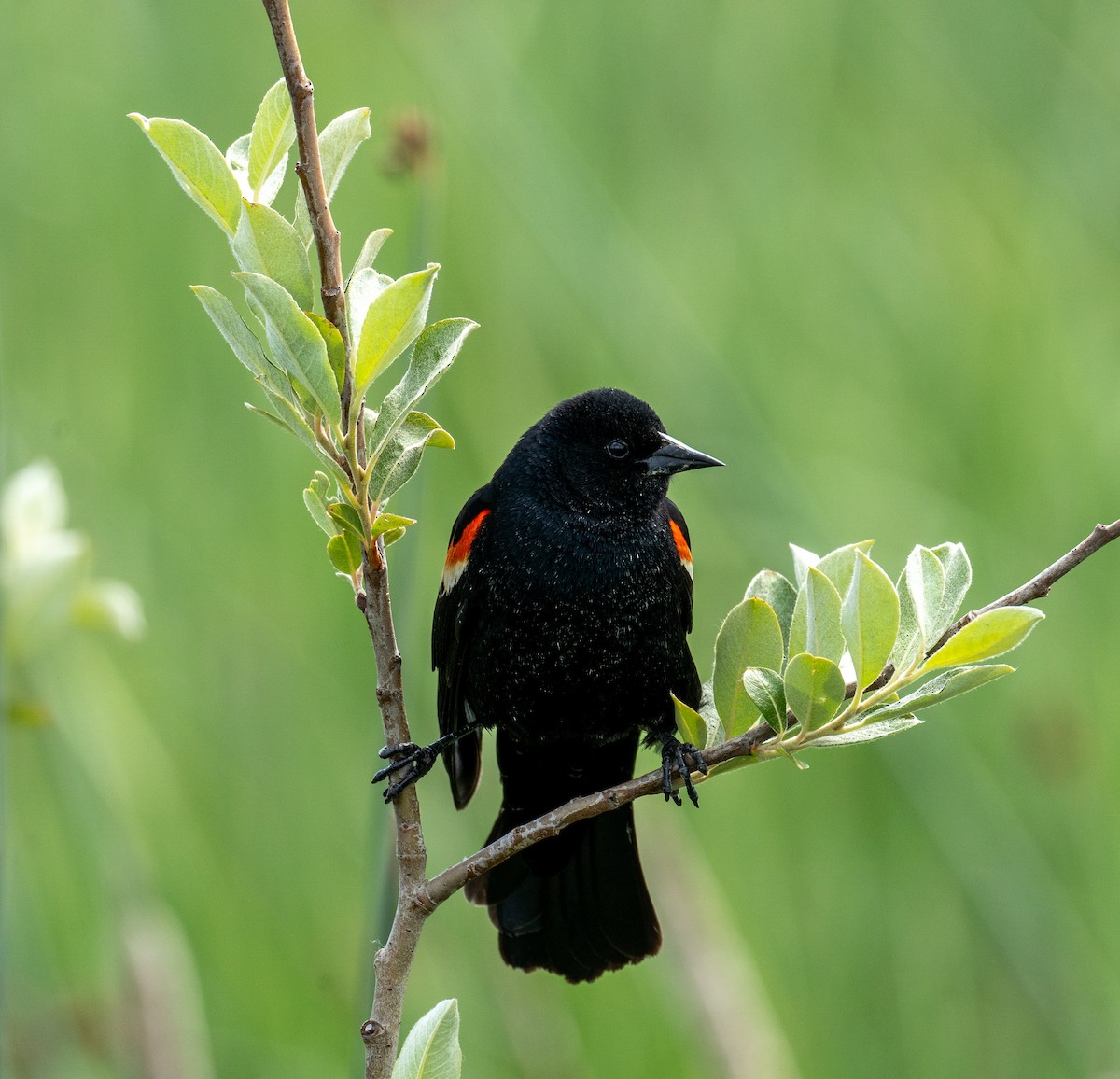 Red-winged Blackbird - Jeffrey Bell