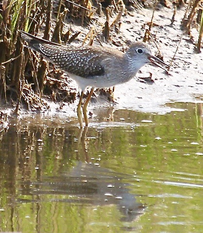 Lesser Yellowlegs - ML623253594